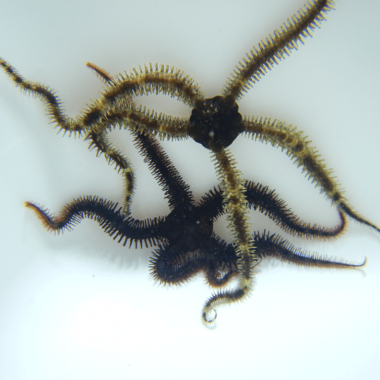 Oceans Garden Aquaculture Brittle Starfish