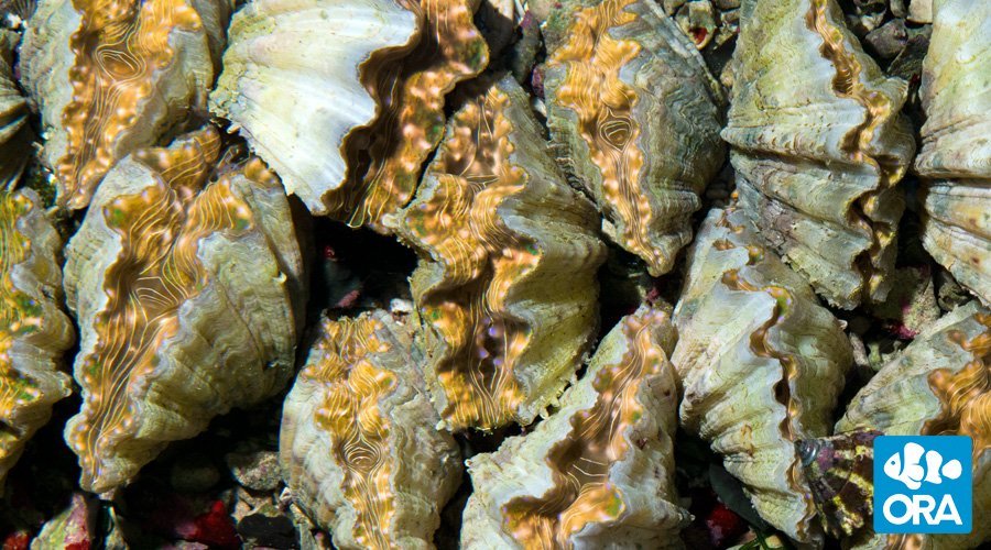 ORA Hippopus Clam Oceans Garden Aquaculture