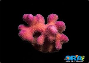 Oceans Garden Aquaculture ORA Pink Stylophora Coral