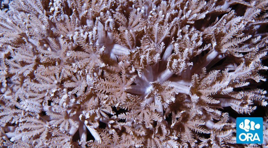 ORA Pom Pom Xenia Coral Oceans Garden Aquaculture
