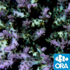 ORA Pearlberry Acropora Coral