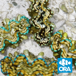 ORA Squamosa Clam