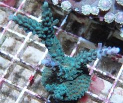 ORA Turquoise Staghorn Acropora Coral