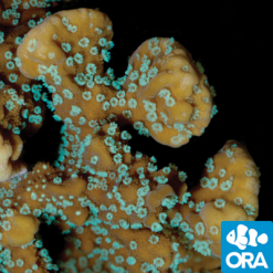 ORA Supernatural Capricornis Coral