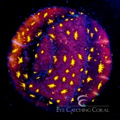 ECC Fireworks Leptoseris