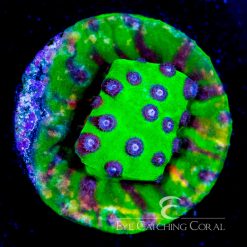 ECC Master PPE Cyphastrea