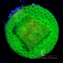ECC Toxic Waste Porites