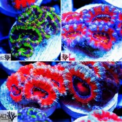 ACI Acanthastrea Lordhowensis Aussie Acan