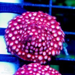 ACI Bubblemint Cyphastrea