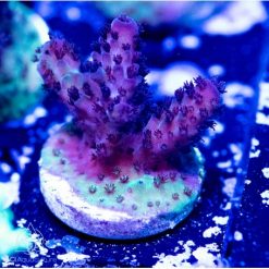 ACI Dark Matter Acropora
