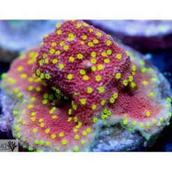 ACI Devils Eye Montipora