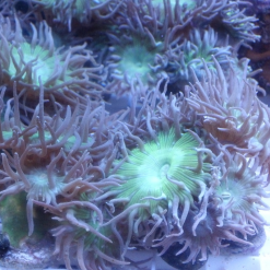 ACI Duncan Polyps