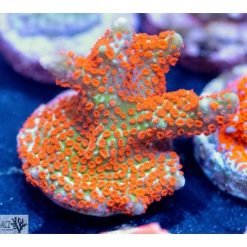 ACI Forest Fire Montipora