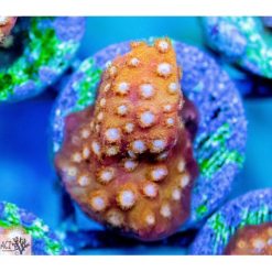 ACI Golden Girl Cyphastrea