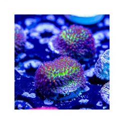 ACI Green Goblin Stylocoeniella