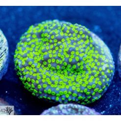 ACI Hulk Montipora