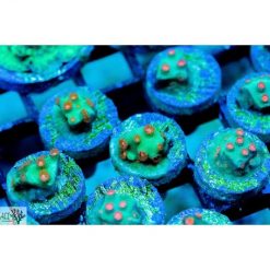 ACI Jingle Bell Cyphastrea