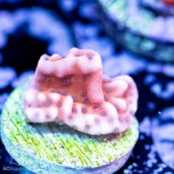 ACI Nauti Spiral Montipora