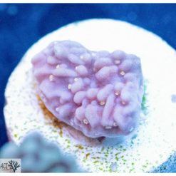 ACI Pepa Pig Montipora