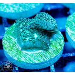 ACI Perry's Fuzzy Pavona
