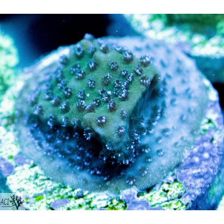 ACI Wintergreen Montipora - Oceans Garden Aquaculture
