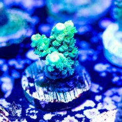 ACI Assorted Acropora sp.