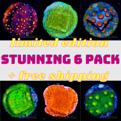 Stunning ECC Featured Coral 6 Pack + Free Shipping