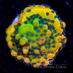 ECC Hypernova Montipora