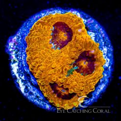ECC Jack-O-Lantern Echinata