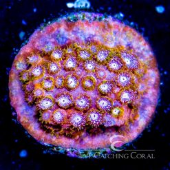 ECC Love Struck Cyphastrea
