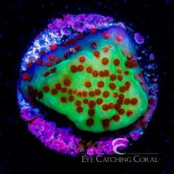 ECC Jedi Mind Trick Montipora