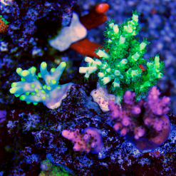 Corals