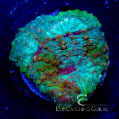 ECC Rainforest Acan Echinata