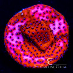 ECC Mystic Sunset Montipora