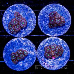 ECC Marble Drop Zoanthid