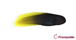 Proaquatix Flame Tail Blenny Captive-Bred