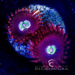ECC Carrot Top Zoanthid
