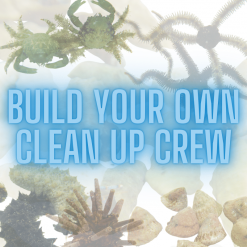 Build Your Own Clean Up Crew