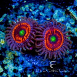 ECC Everlasting Gobstopper Palythoa