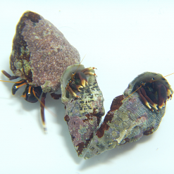 Orange Claw Reef Hermit Crab