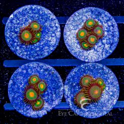 ECC Hyperdrive Zoanthid