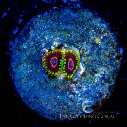ECC Jawbreaker Hornet Zoanthid