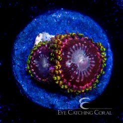 ECC RR Koala Eyes Zoanthid