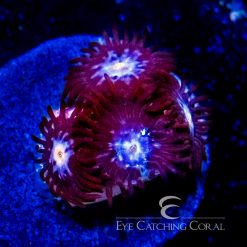 ECC Mystique Zoanthid