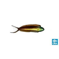 ORA Bundoon Blenny Captive-Bred