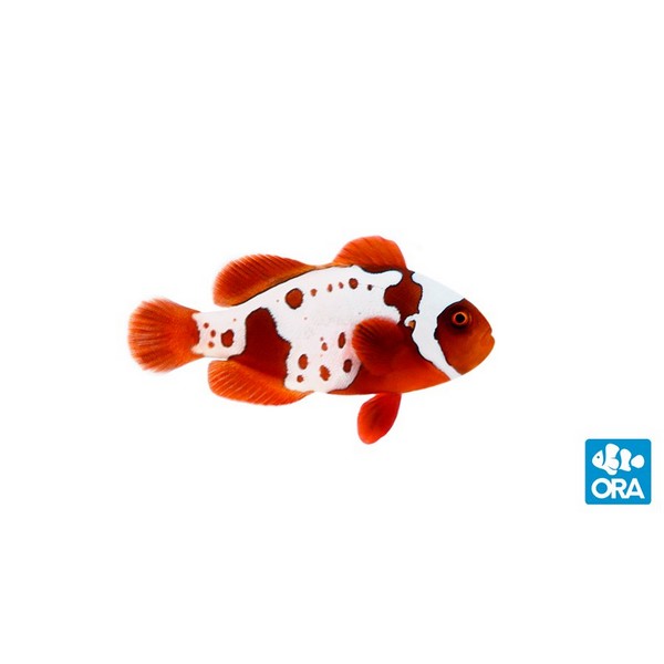 lightning maroon clownfish