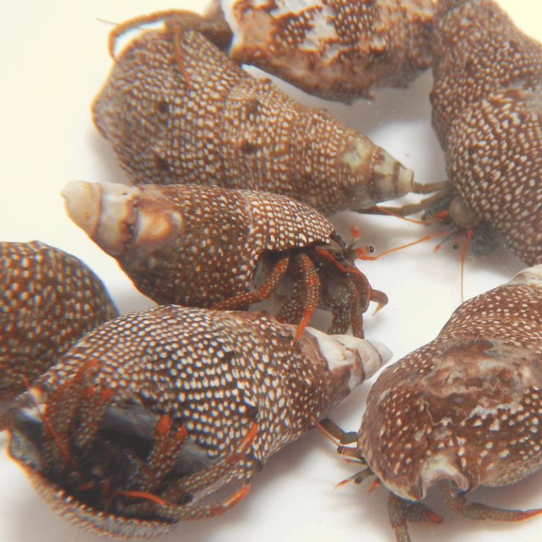 Oceans Garden Aquaculture Red Leg Reef Hermit Crab 10 Pack