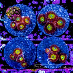 ECC Scatter Brains Zoanthid