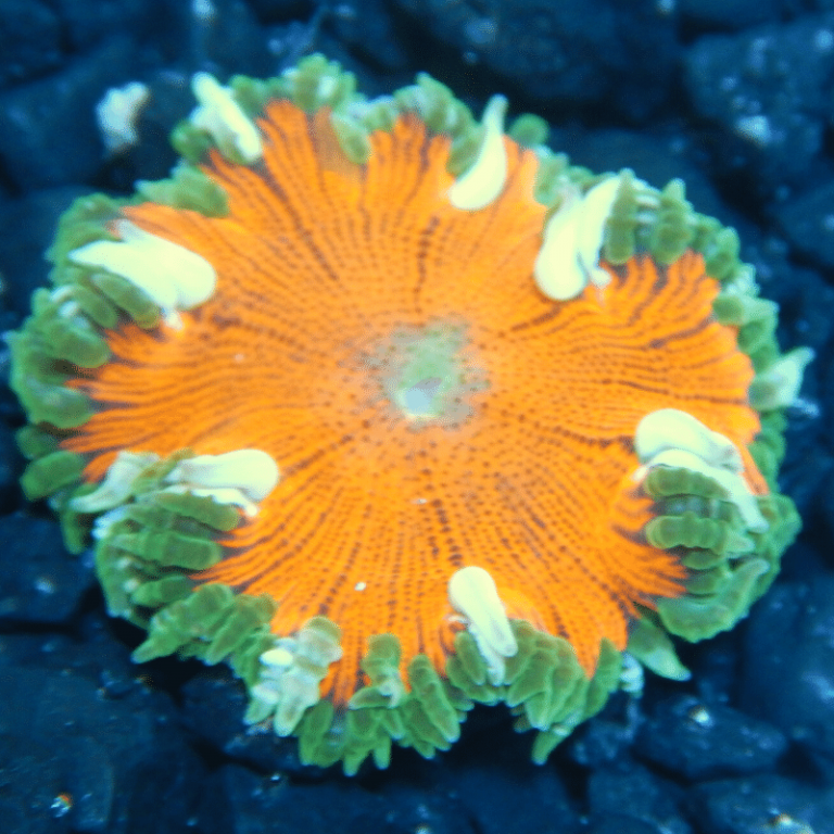 Oceans Garden Aquaculture Rock Flower Anemone Green