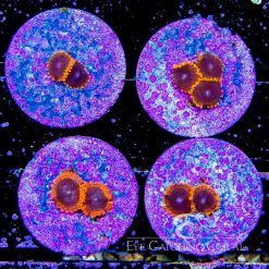 ECC The Rising Sun Zoanthid